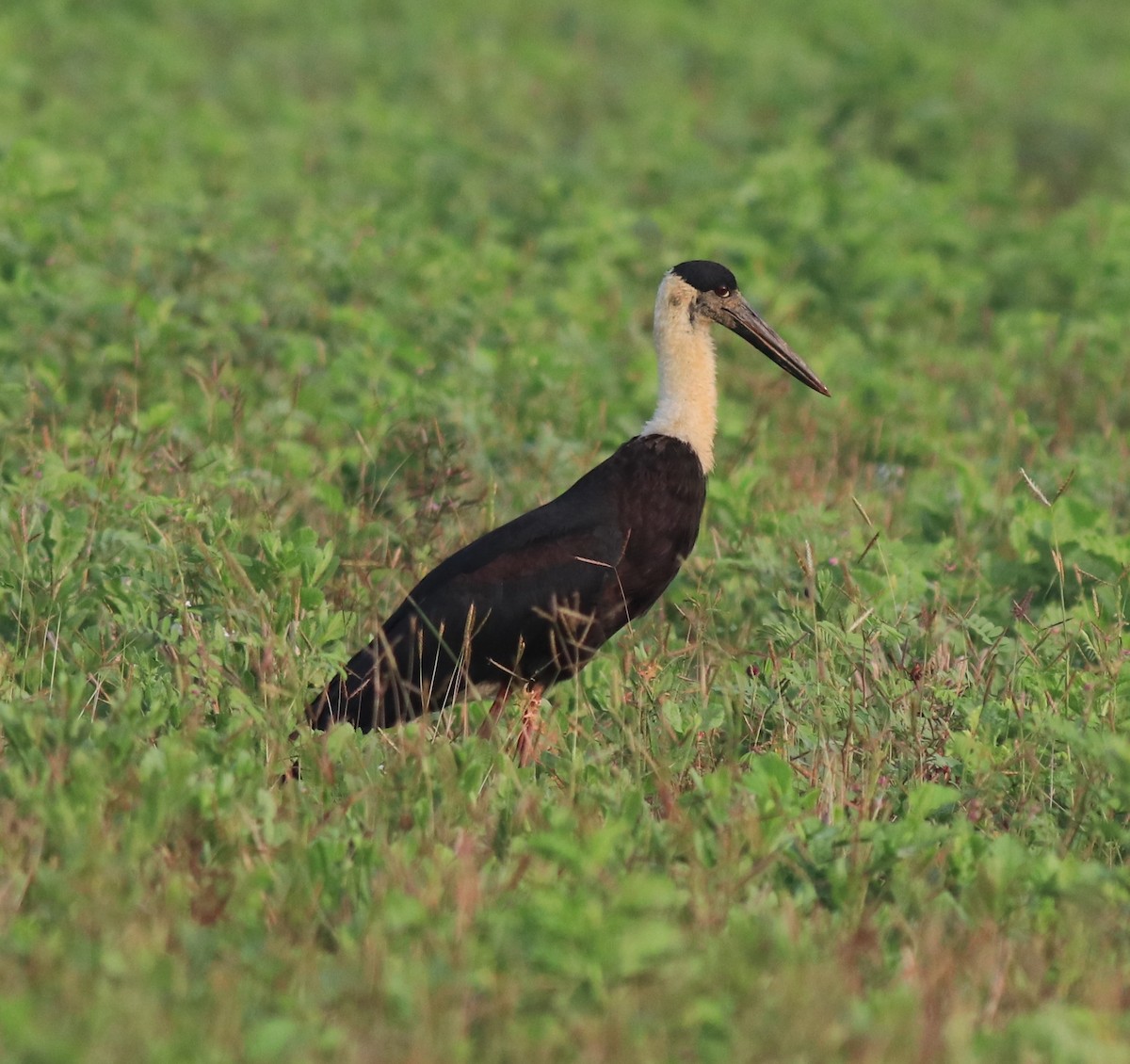 Asian Woolly-necked Stork - ML620293422