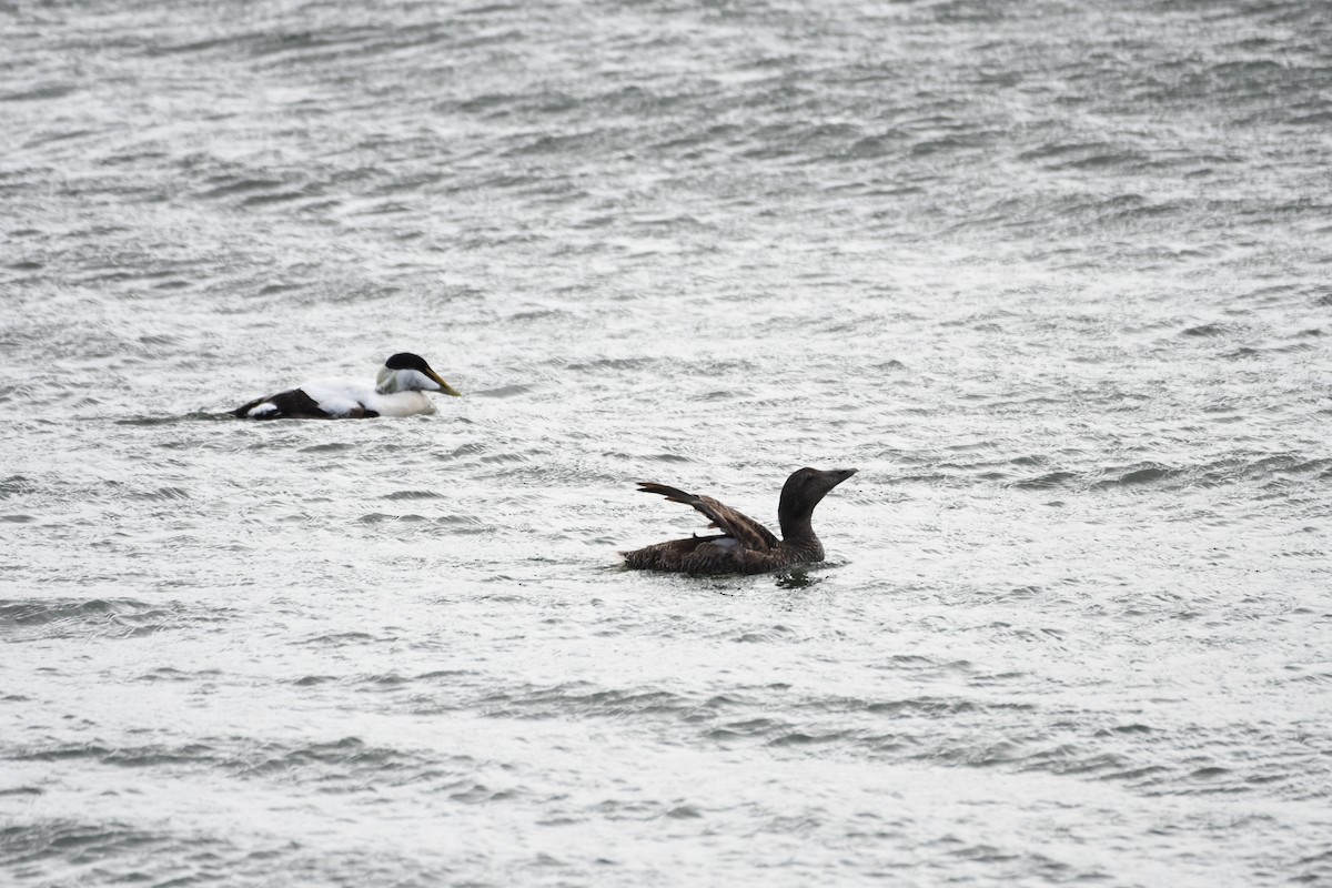 Common Eider - ML620293424