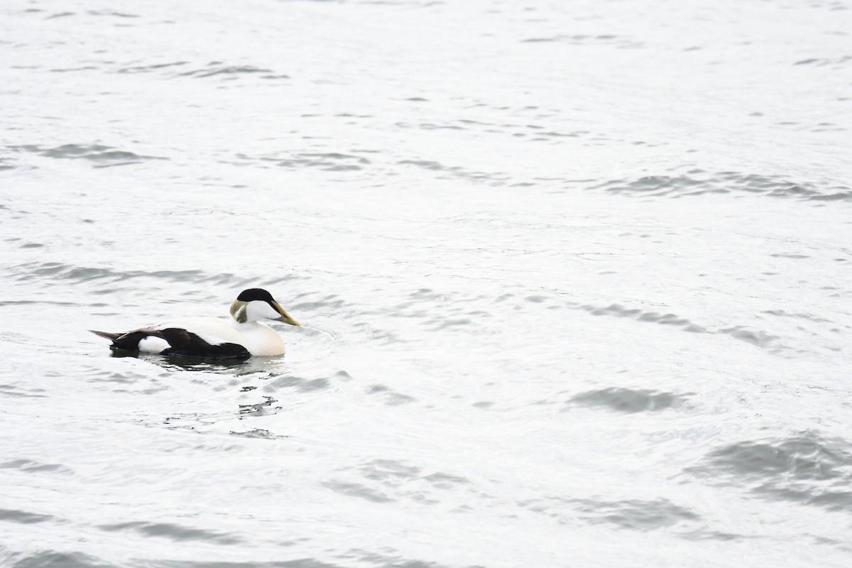 Common Eider - ML620293425