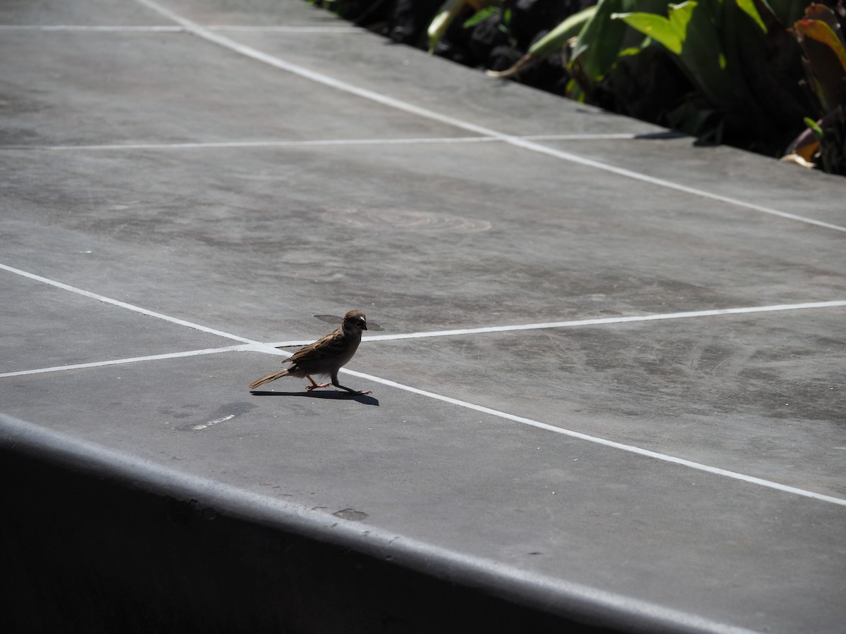 Eurasian Tree Sparrow - ML620293426