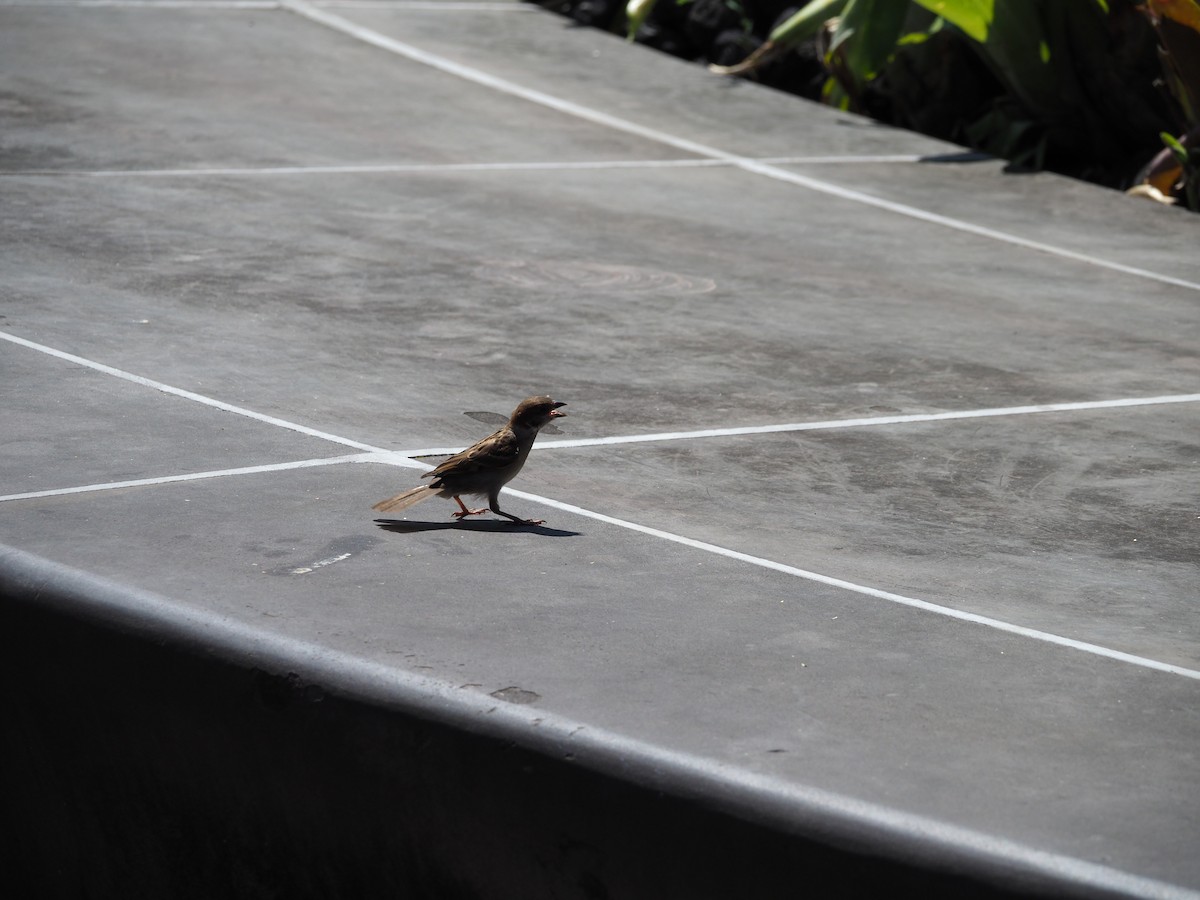 Eurasian Tree Sparrow - ML620293428