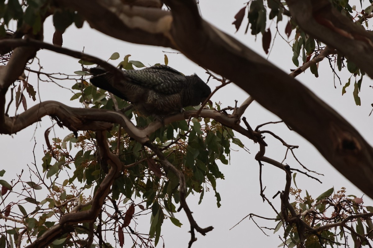 Gang-gang Cockatoo - ML620293431