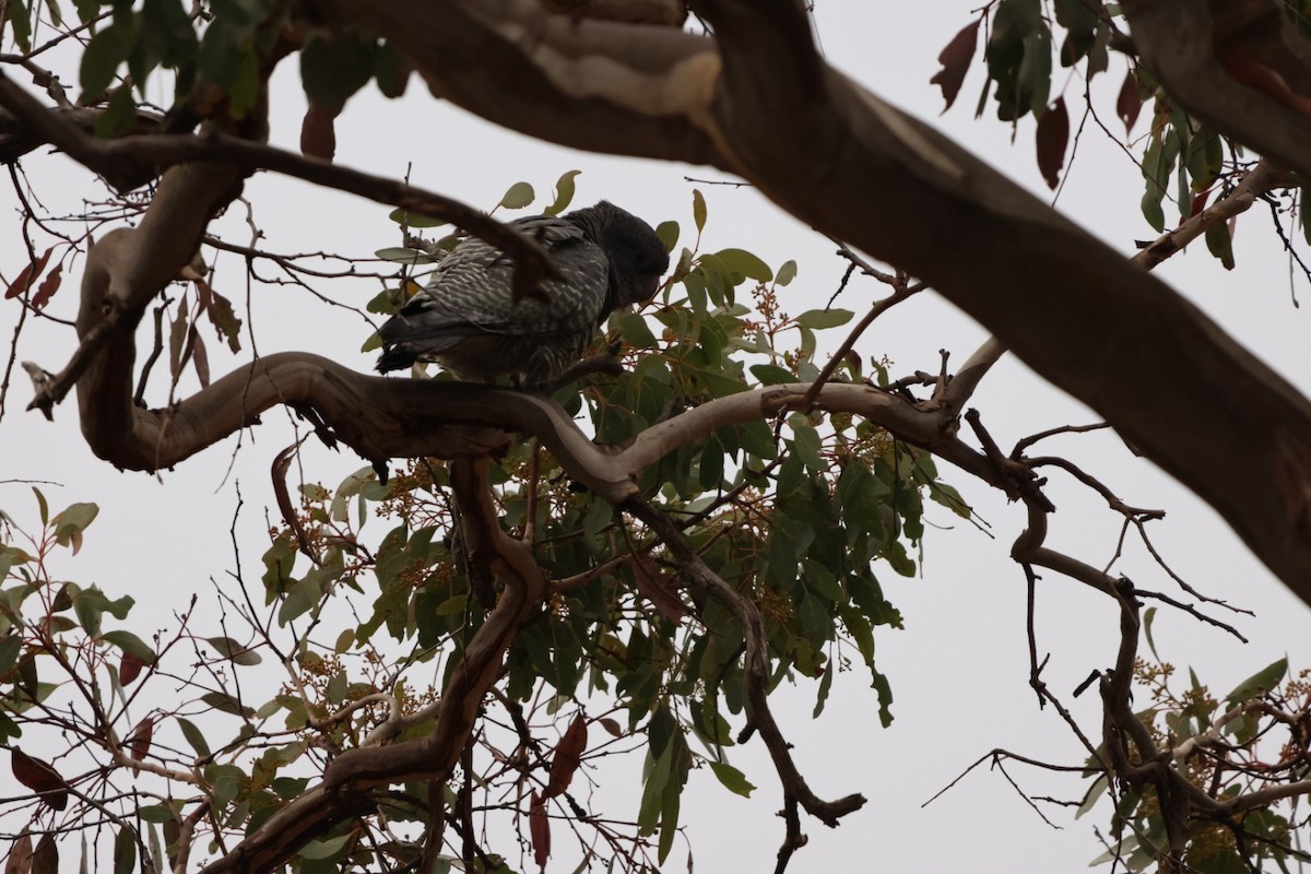 Gang-gang Cockatoo - ML620293432