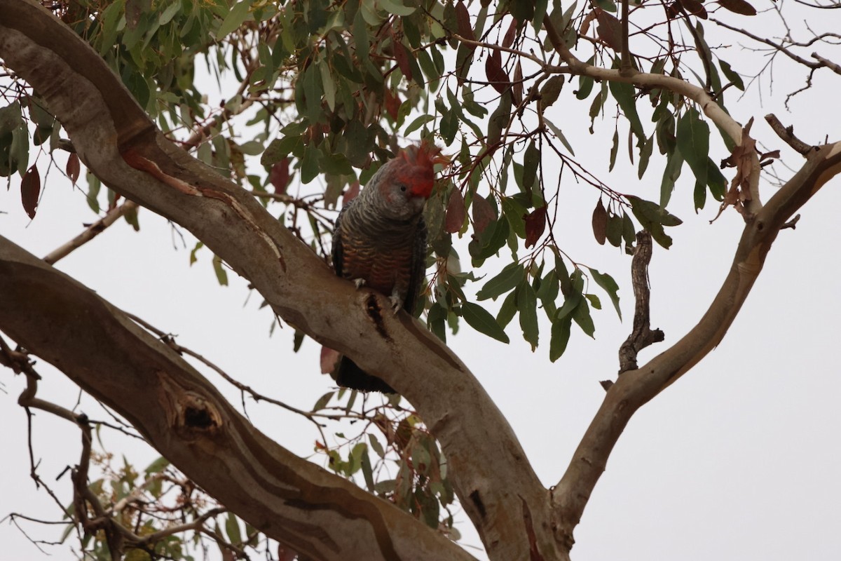 Gang-gang Cockatoo - ML620293434