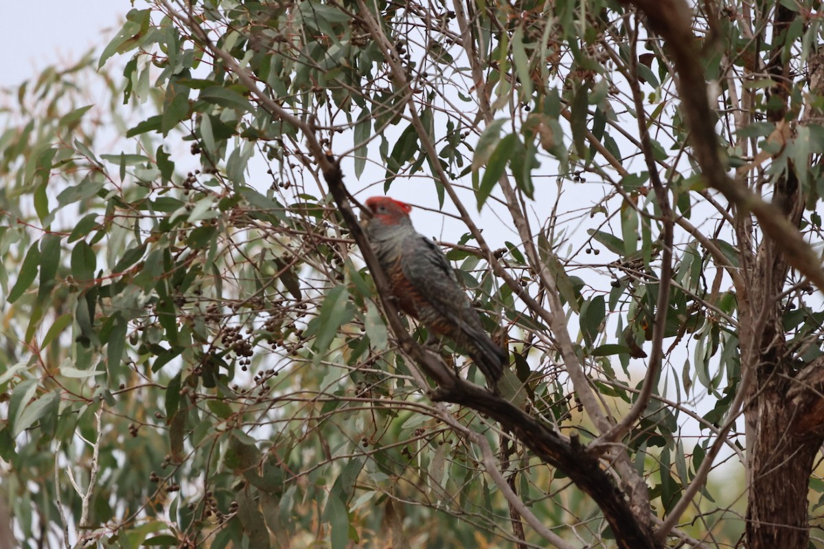 Gang-gang Cockatoo - ML620293435