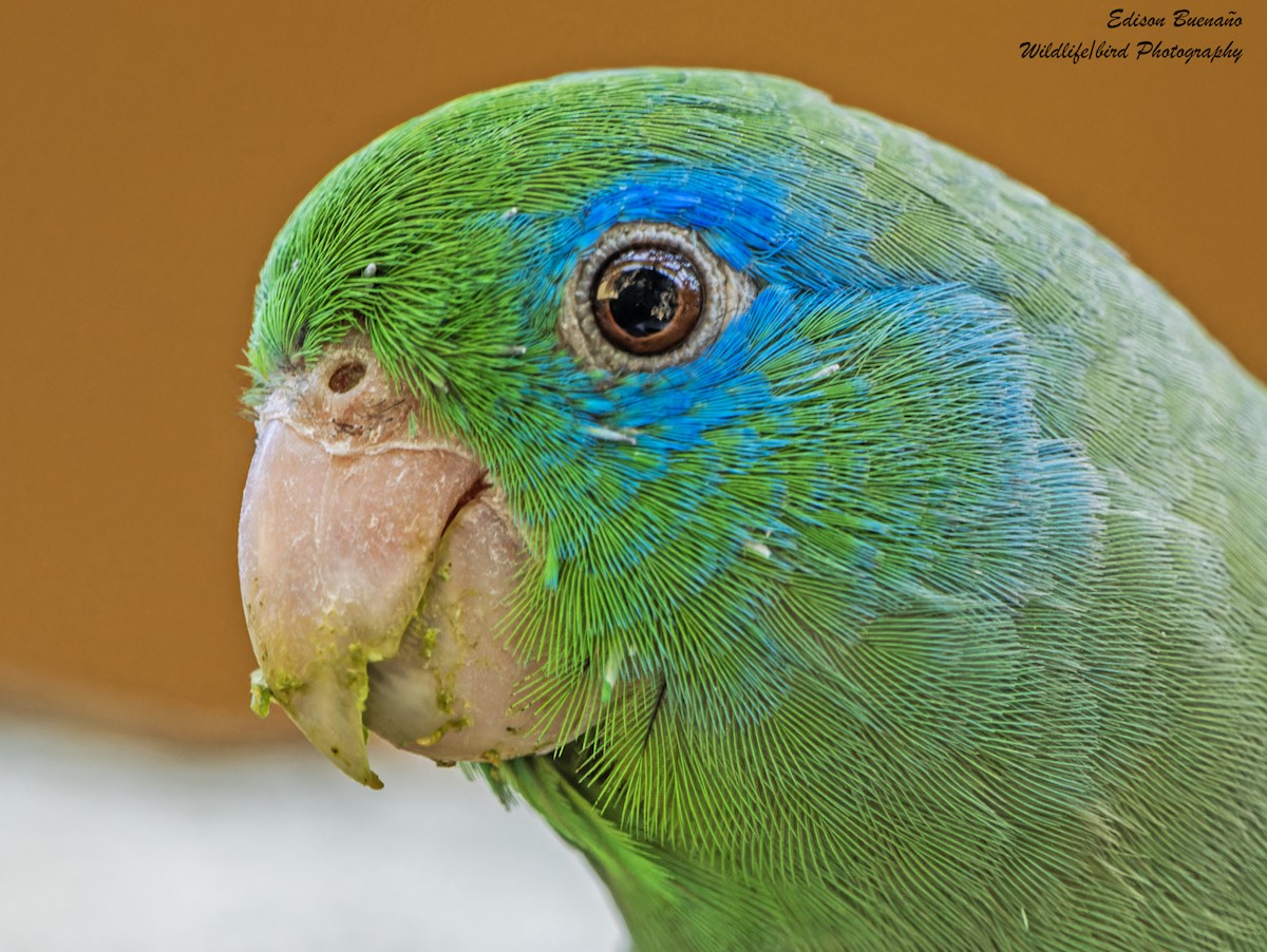 Spectacled Parrotlet - ML620293436