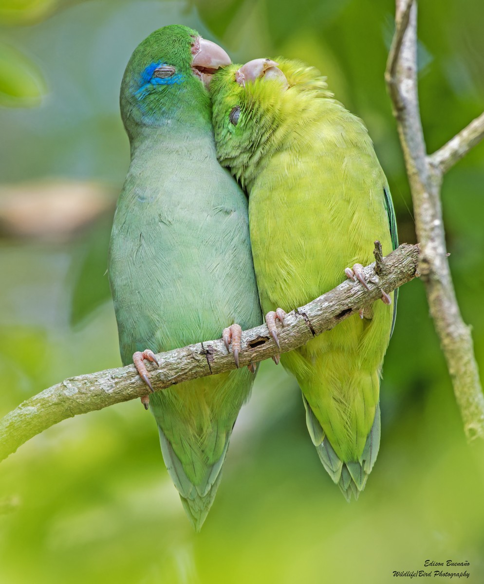 Spectacled Parrotlet - ML620293437