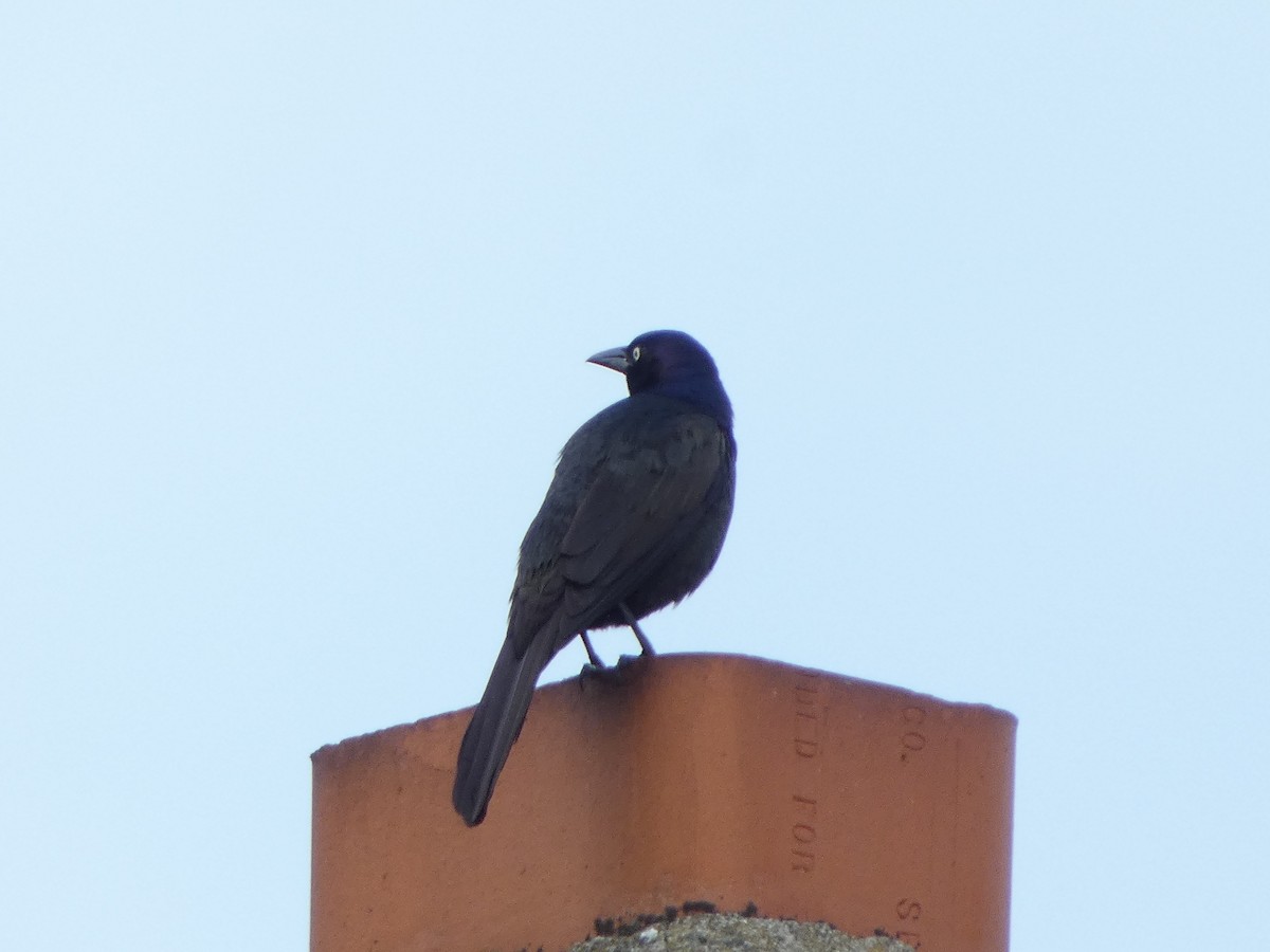 Common Grackle - ML620293438