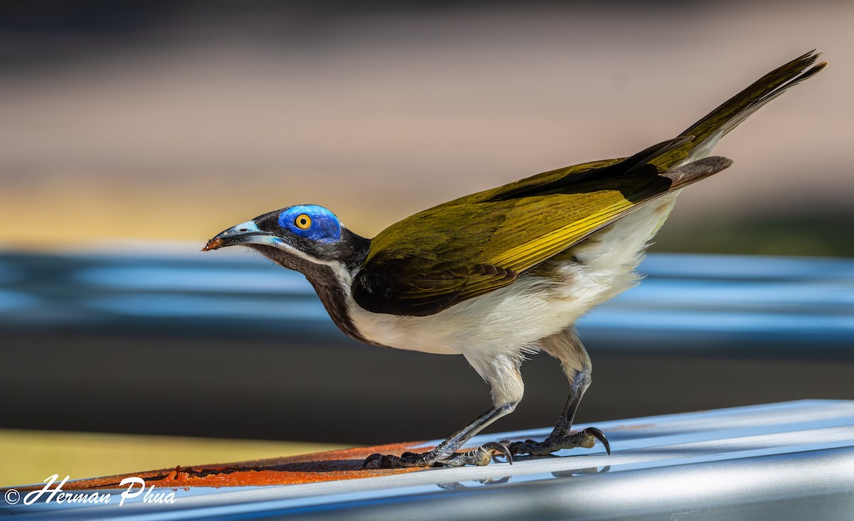 Blue-faced Honeyeater (White-quilled) - ML620293439