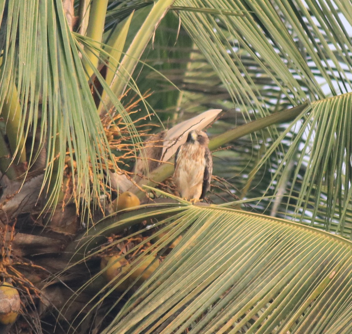 Booted Eagle - ML620293440