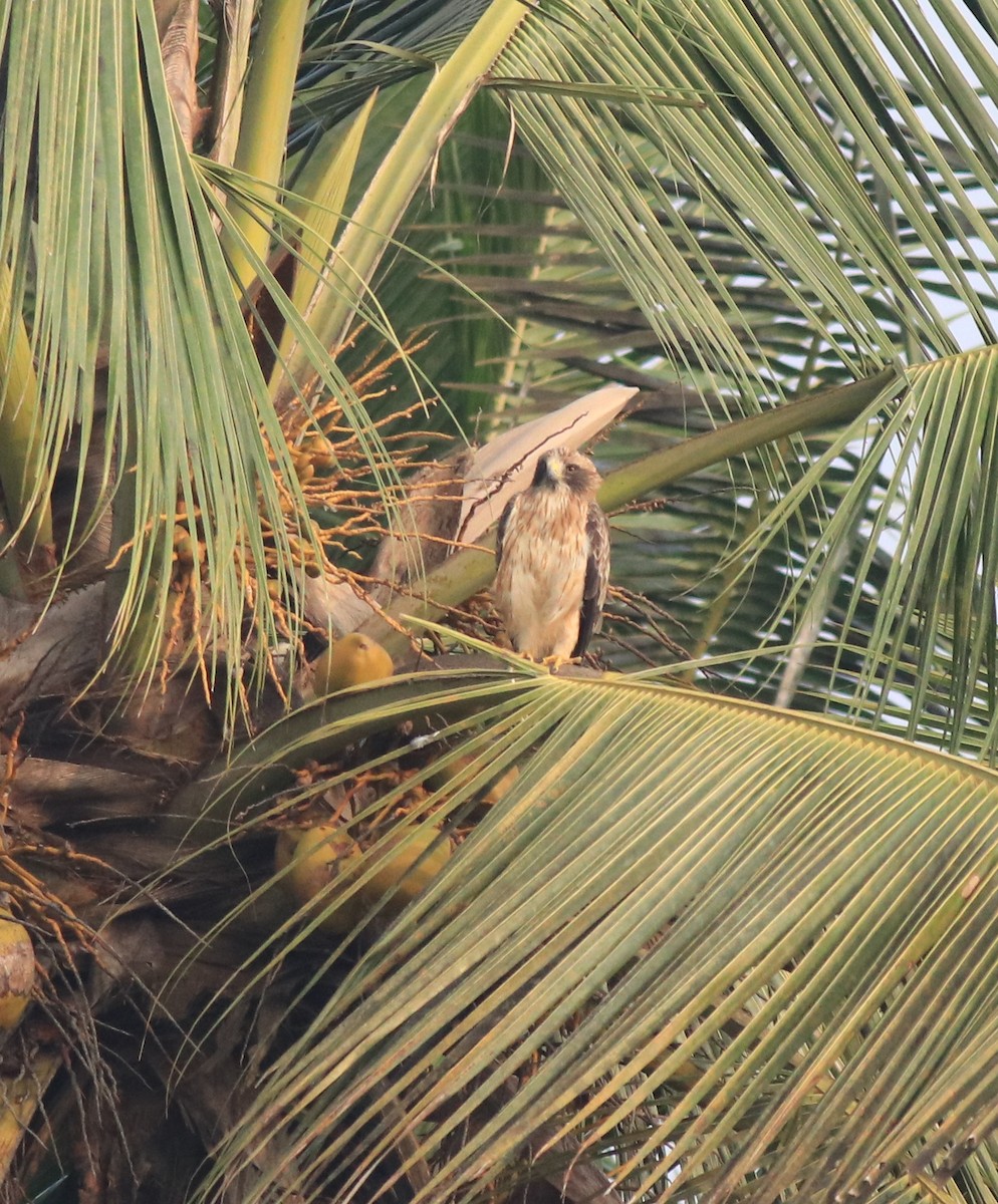 Booted Eagle - ML620293442