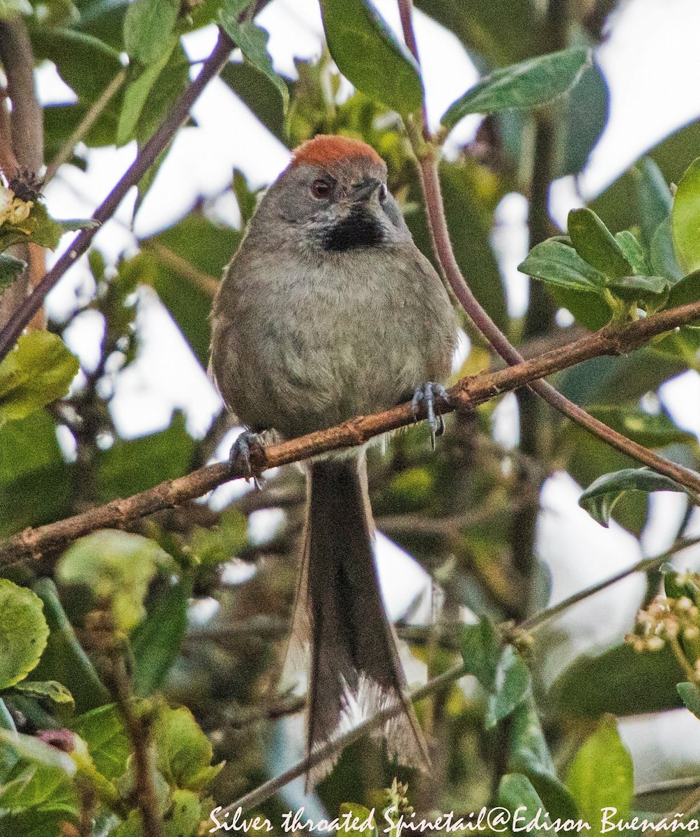 Silvery-throated Spinetail - ML620293444