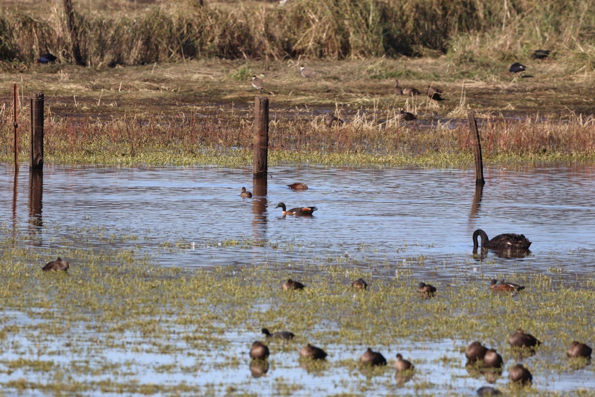 Australian Shelduck - ML620293445