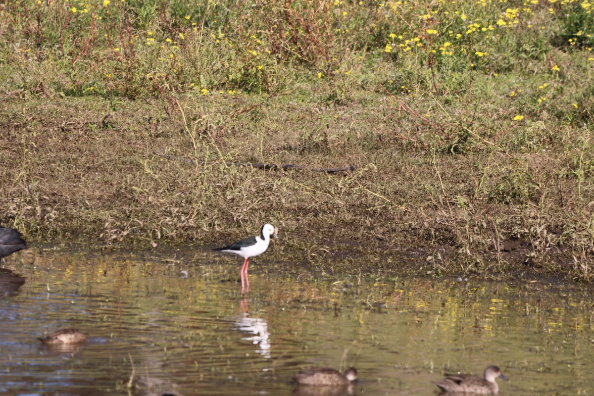 Pied Stilt - ML620293448