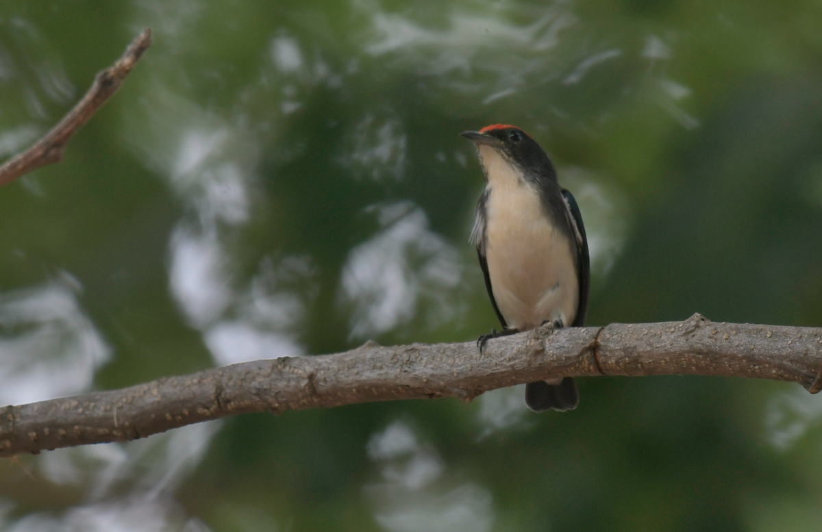 Scarlet-backed Flowerpecker - ML620293449