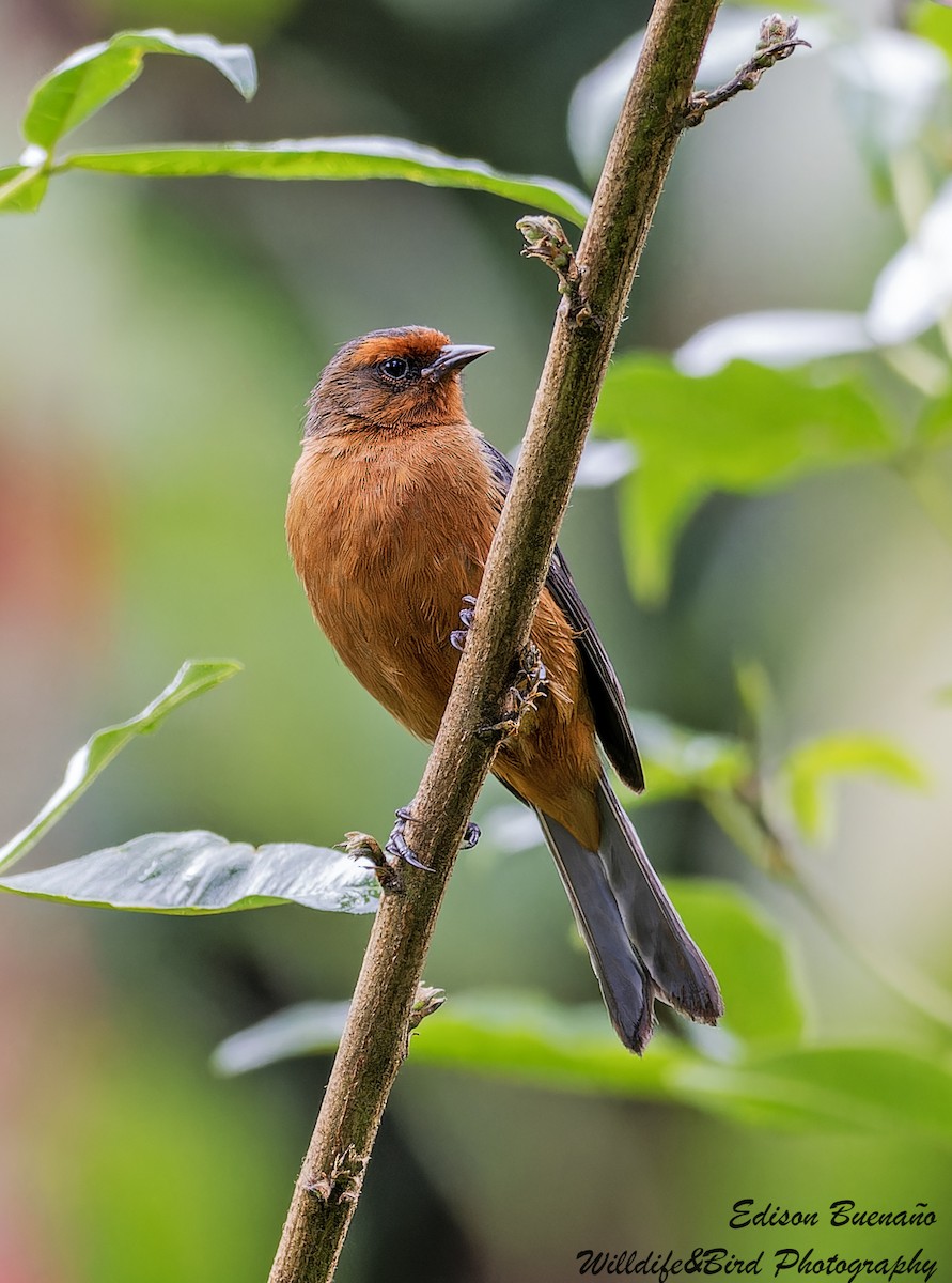 Rufous-browed Conebill - ML620293453