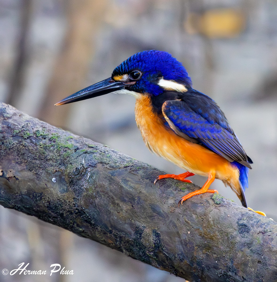 Martin-pêcheur à dos bleu - ML620293455