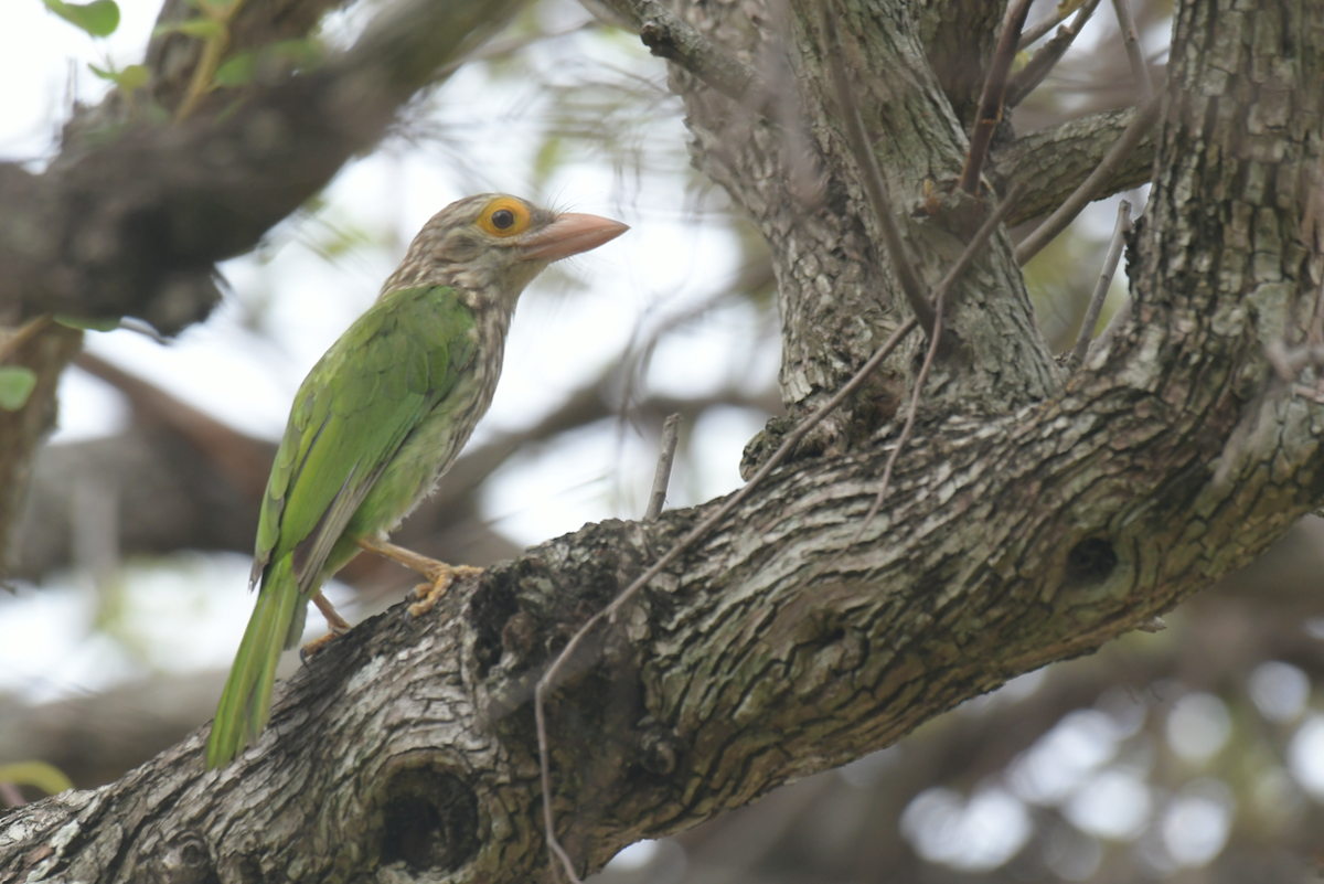 Kırçıllı Barbet - ML620293457