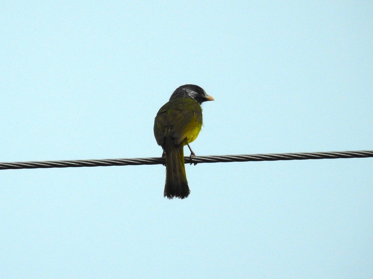 Collared Finchbill - ML620293459