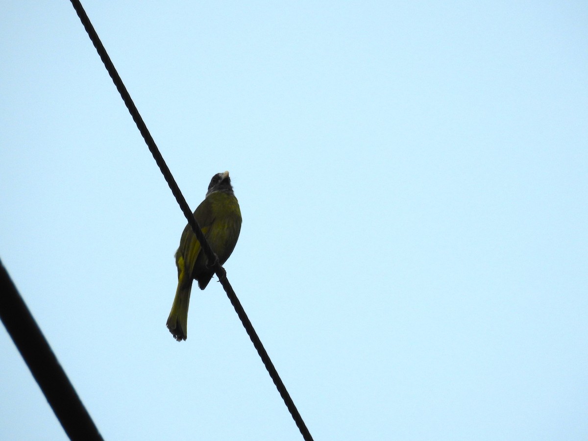 Collared Finchbill - ML620293460