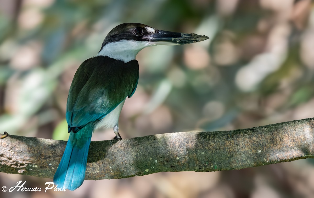 Torresian Kingfisher - ML620293461