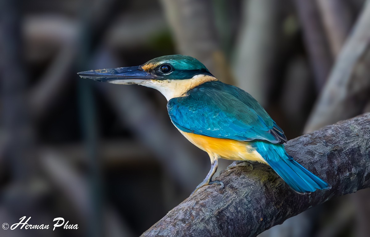 Sacred Kingfisher - ML620293465