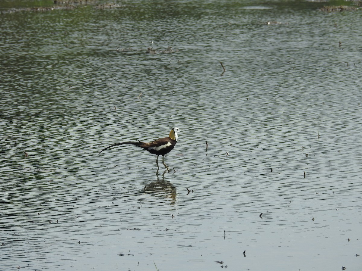 Pheasant-tailed Jacana - ML620293466