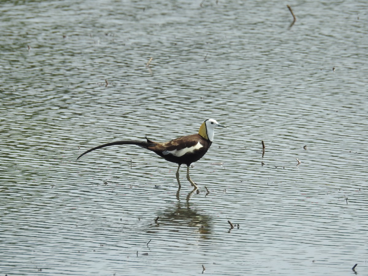 Pheasant-tailed Jacana - ML620293467