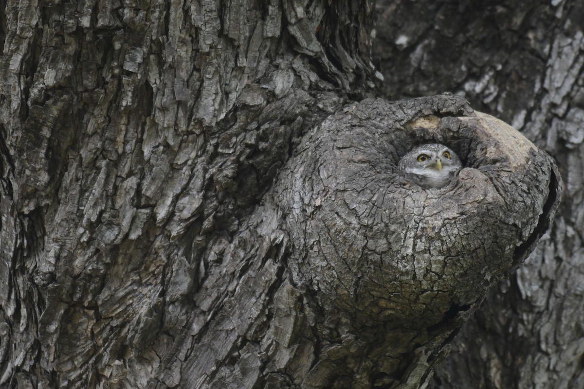 Spotted Owlet - ML620293468