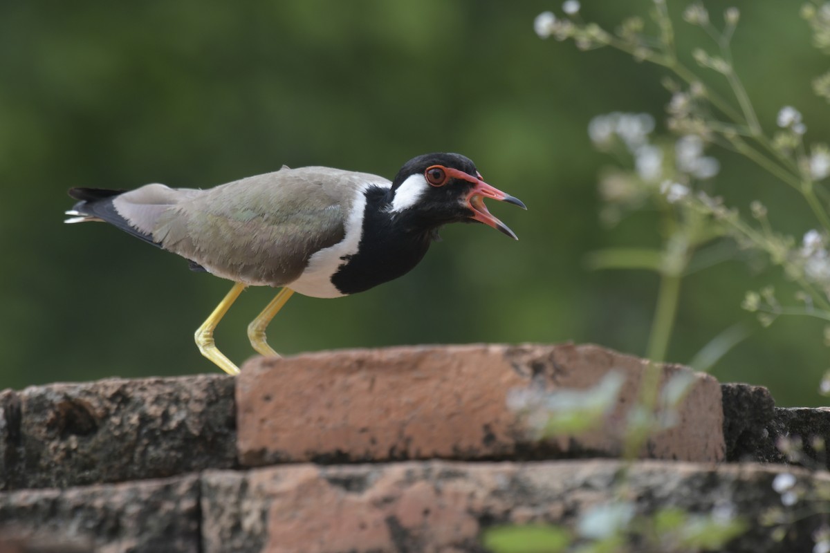 Red-wattled Lapwing - ML620293469