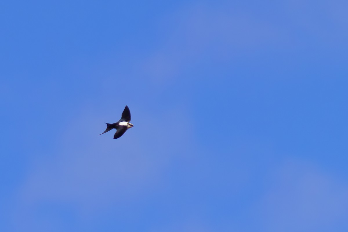 White-backed Swallow - ML620293473