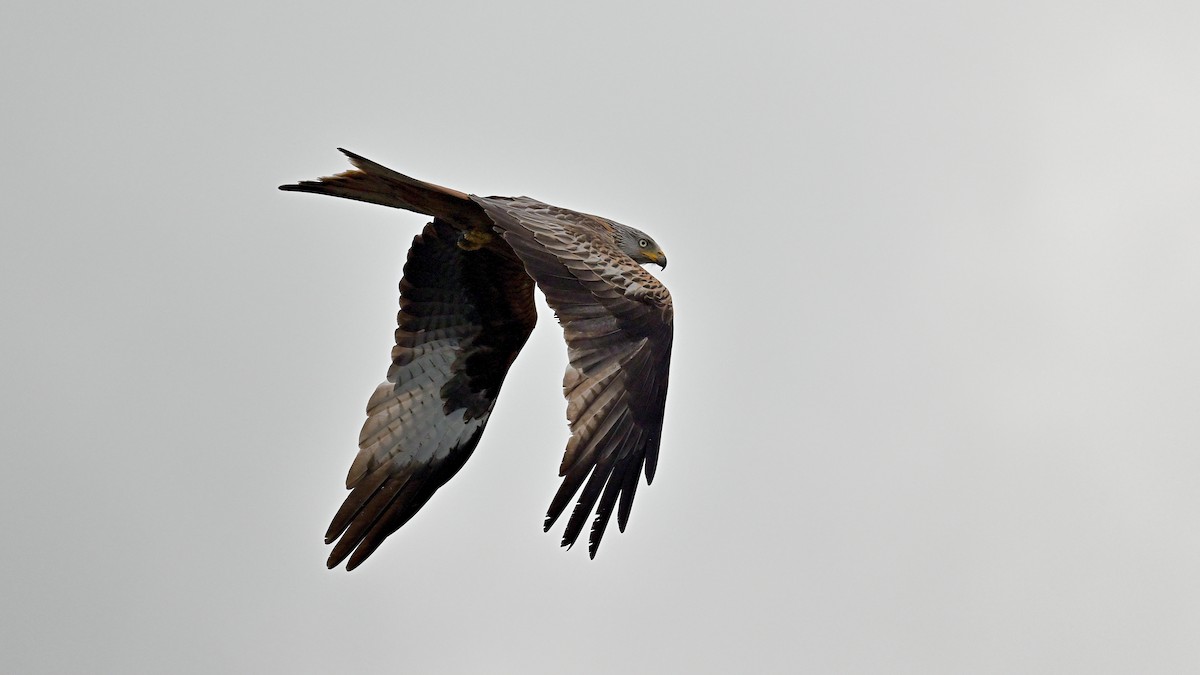 Red Kite - ML620293476