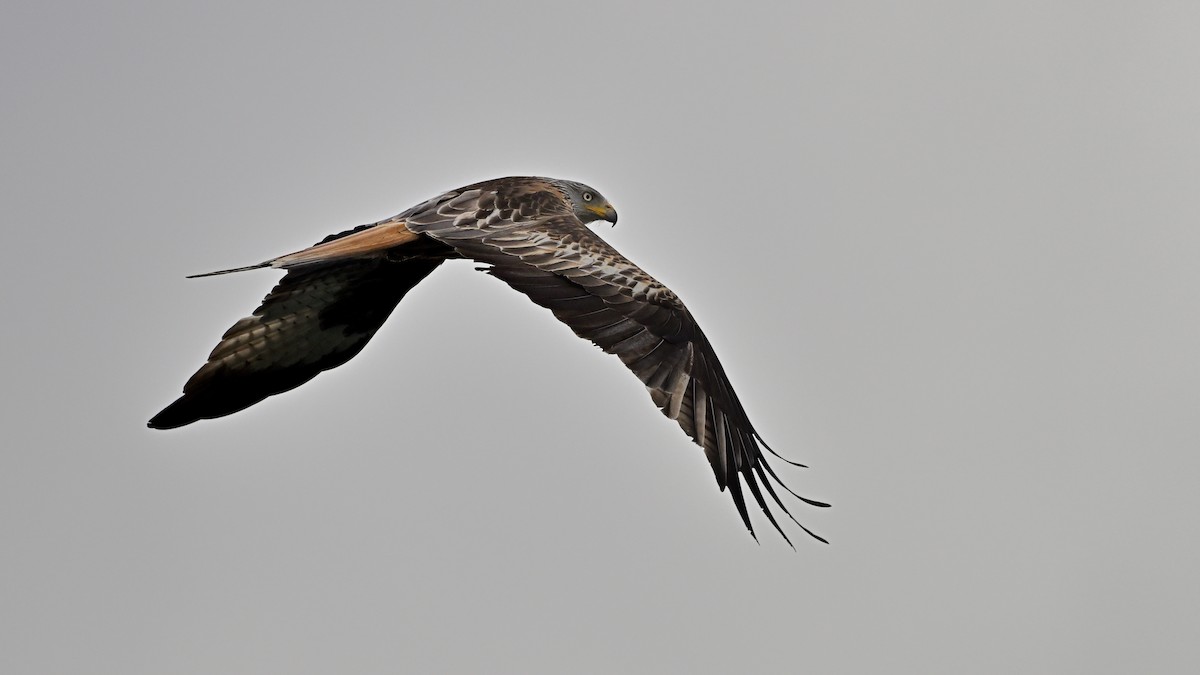 Red Kite - ML620293477