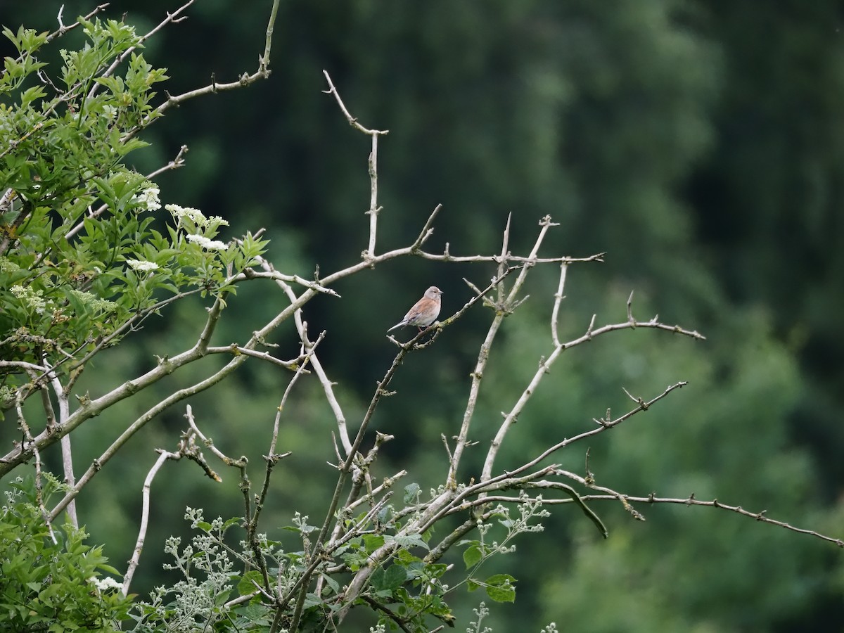 Eurasian Linnet - ML620293478