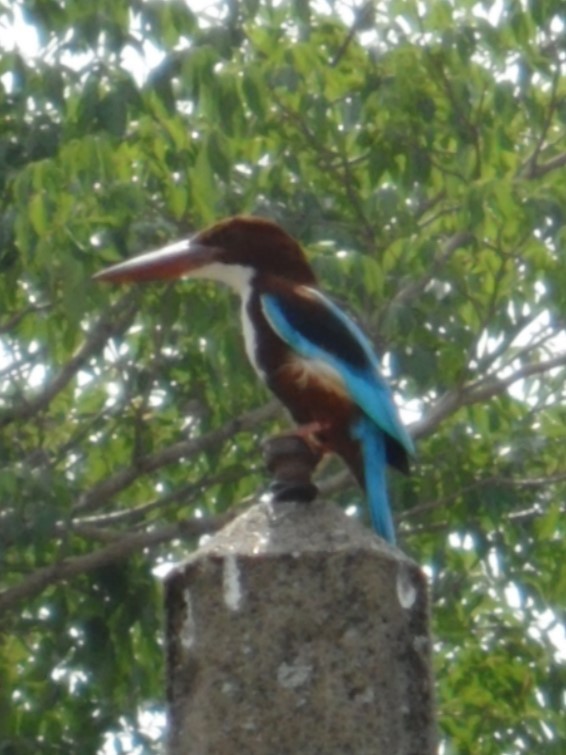 White-throated Kingfisher - ML620293479