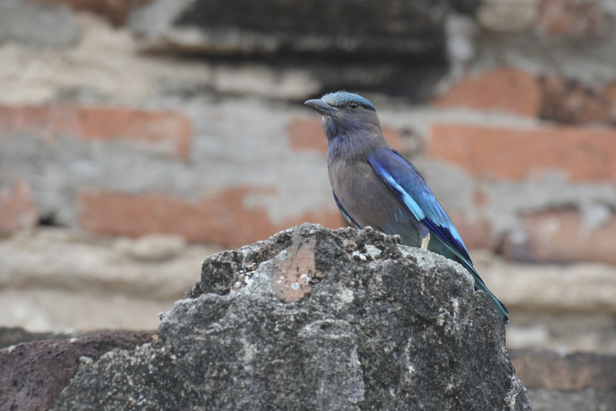 Çinhindi Gökkuzgunu - ML620293480