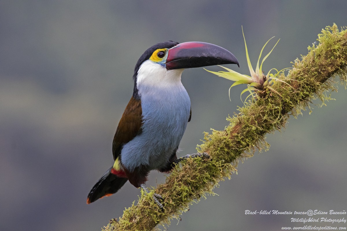 Toucan à bec noir - ML620293482