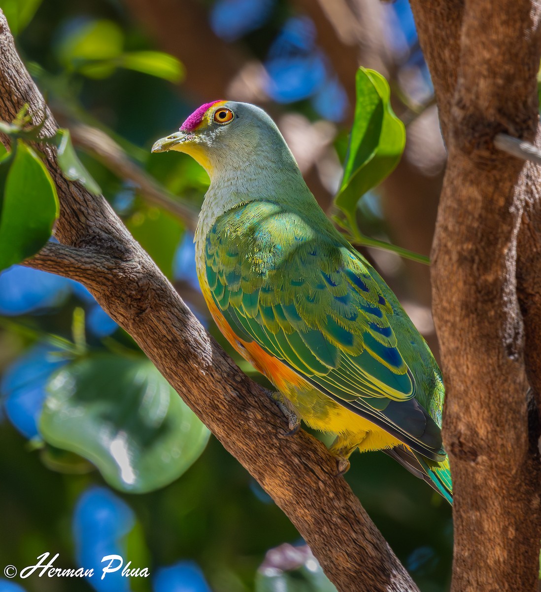 Rose-crowned Fruit-Dove - ML620293483