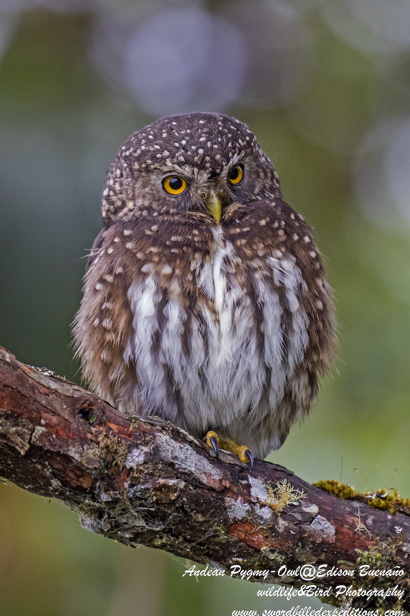 Andean Pygmy-Owl - ML620293484