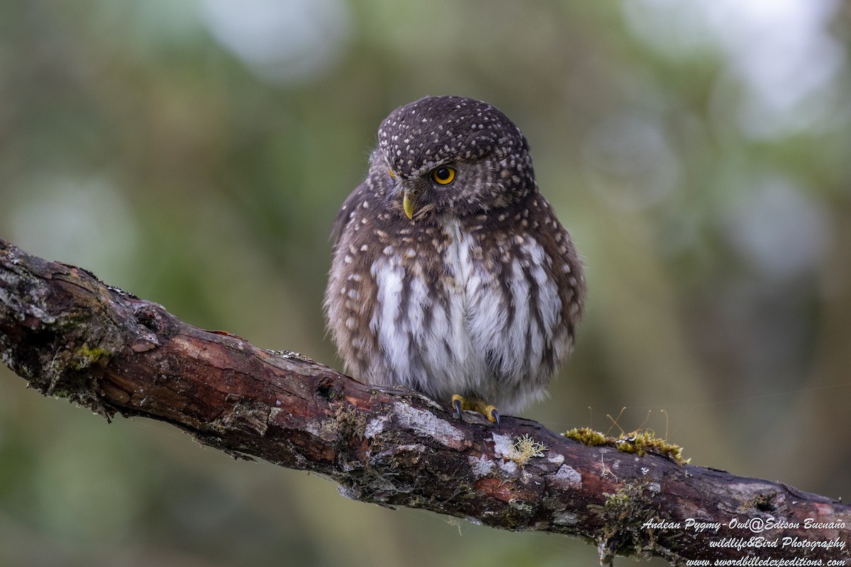 Andean Pygmy-Owl - ML620293485