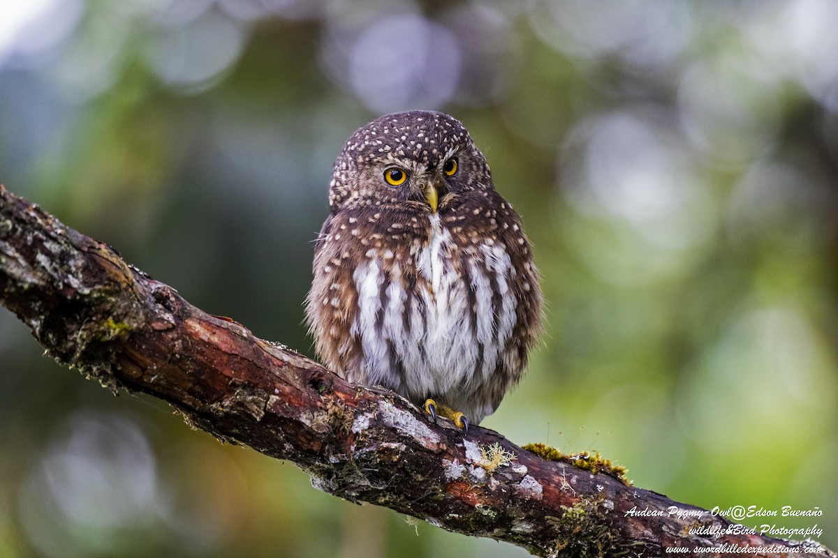 Andean Pygmy-Owl - ML620293486