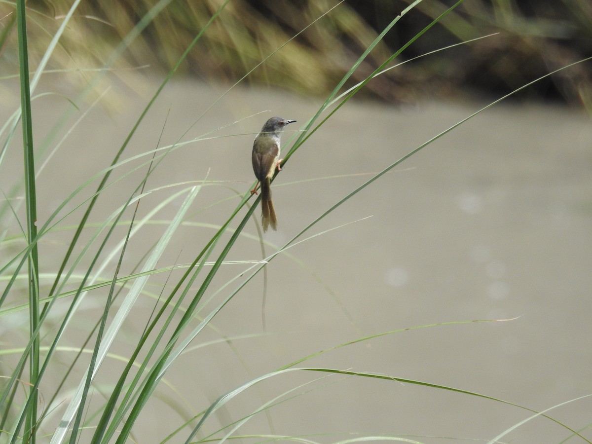 Yellow-bellied Prinia - ML620293491