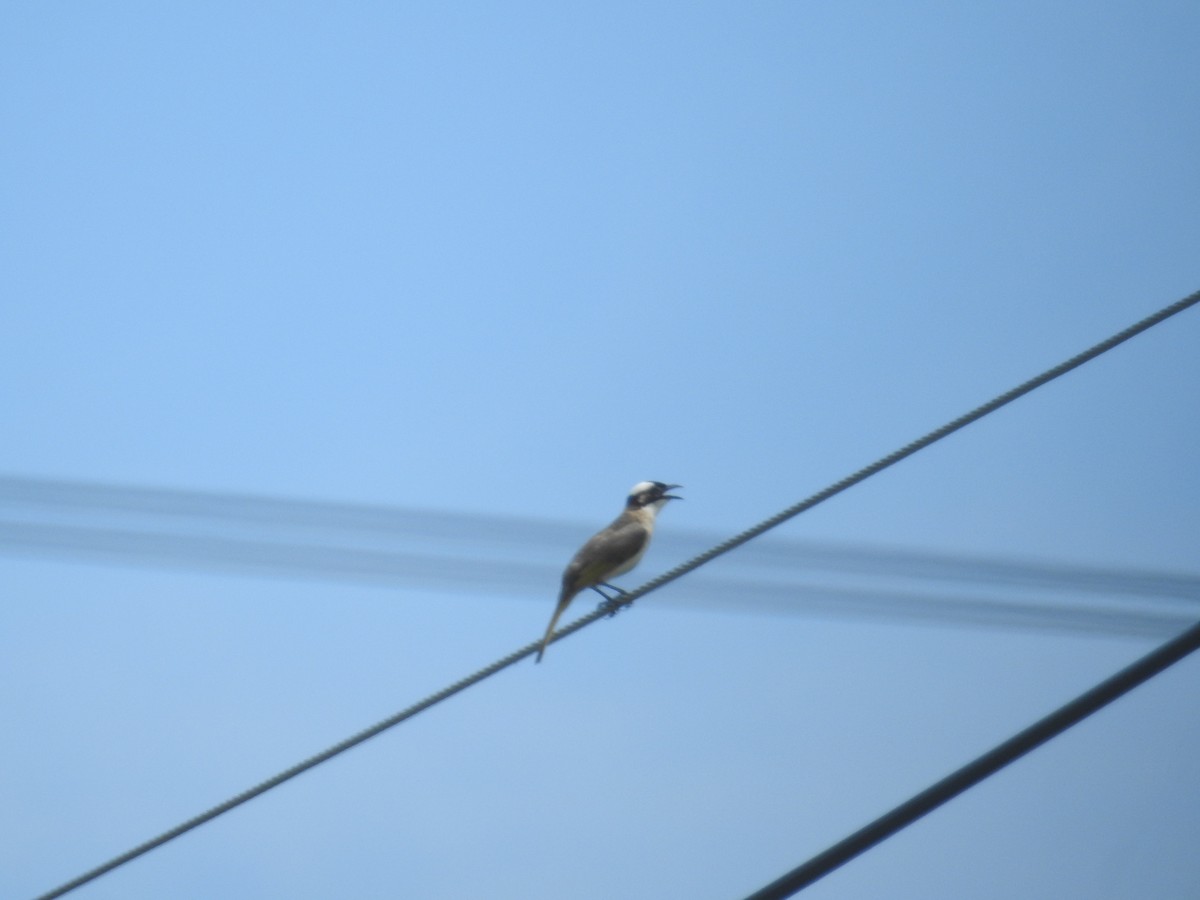 Light-vented Bulbul - ML620293504