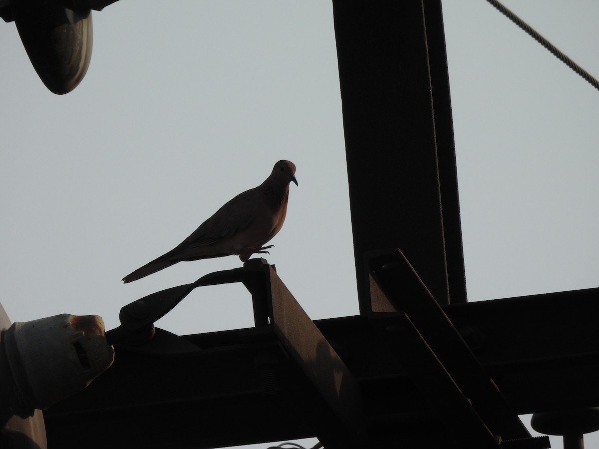 Laughing Dove - ML620293513