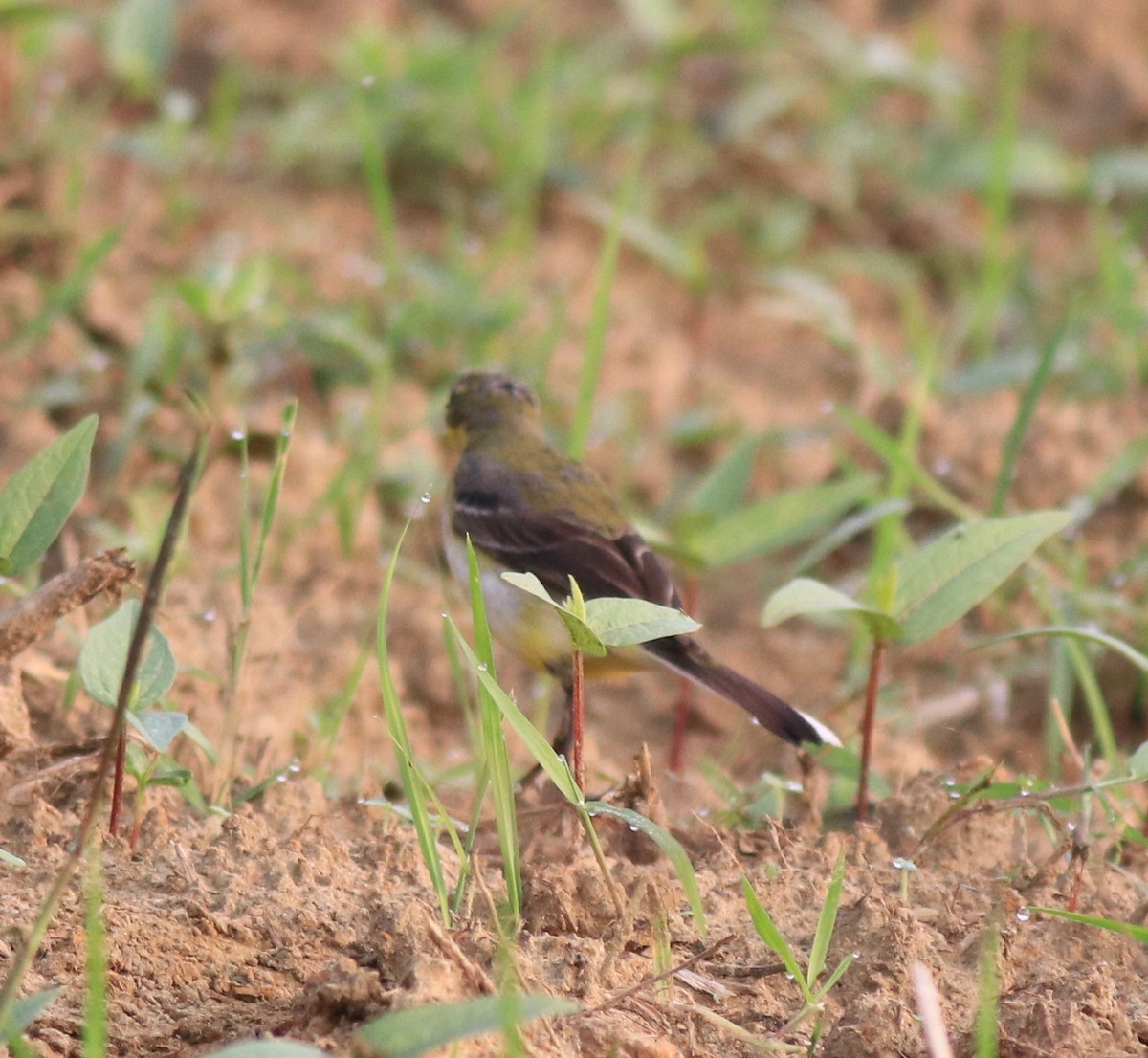 Western Yellow Wagtail - ML620293519