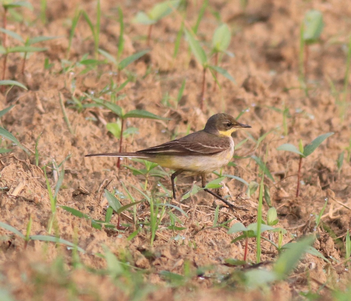 Western Yellow Wagtail - ML620293521