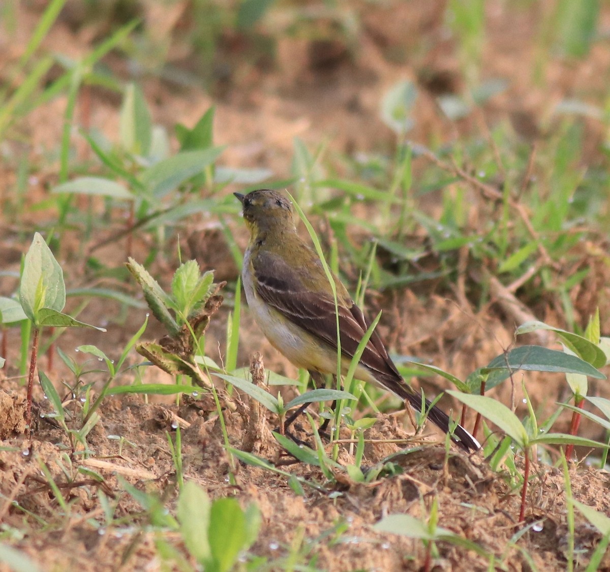 Western Yellow Wagtail - ML620293523