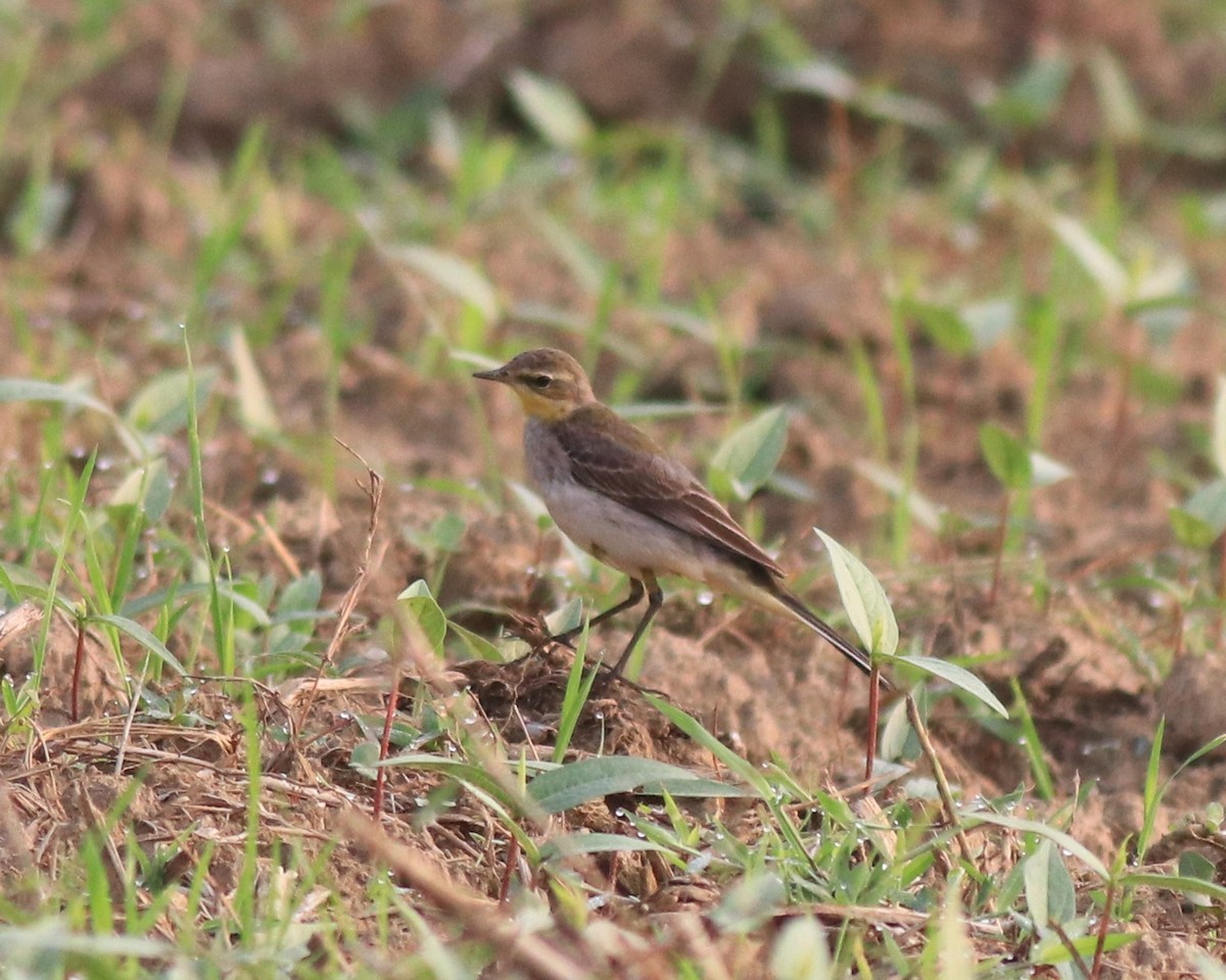 Western Yellow Wagtail - ML620293528