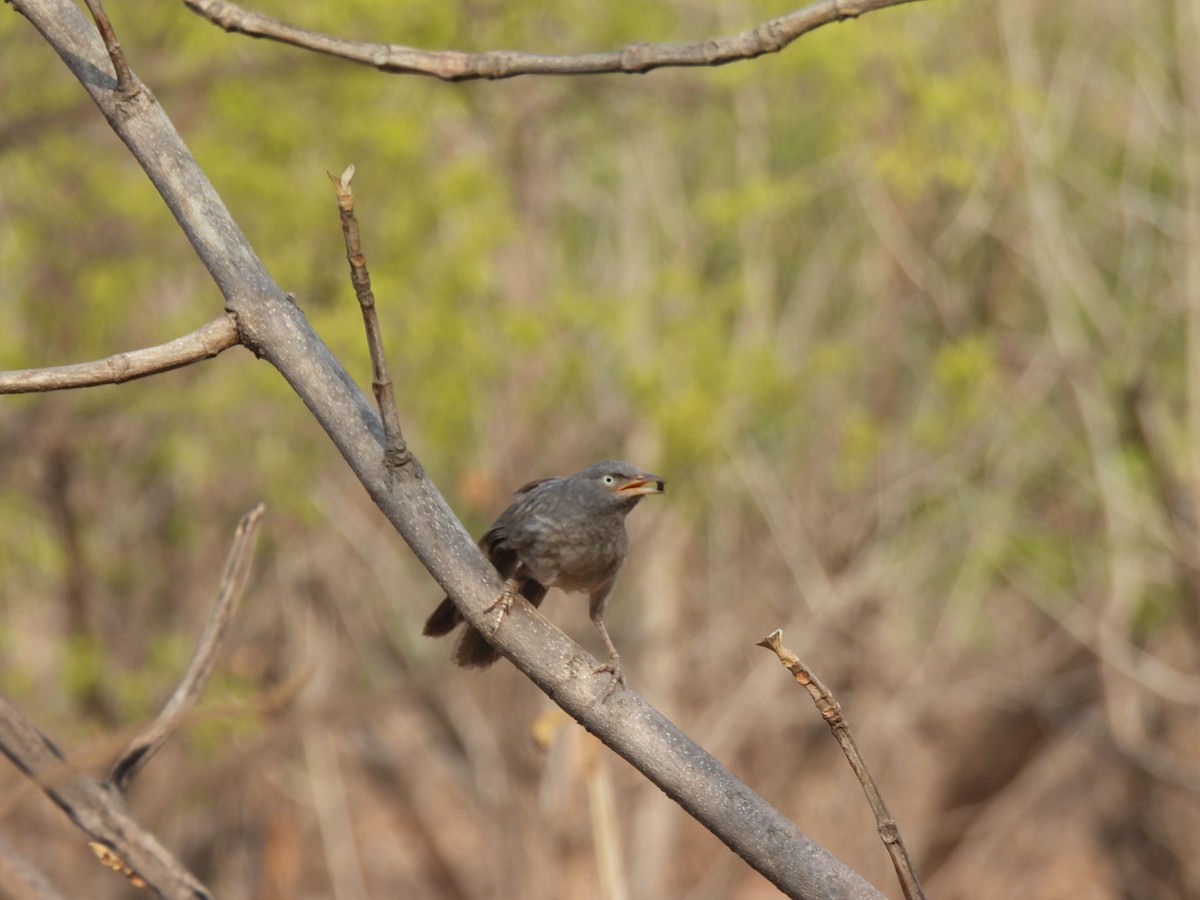 Jungle Babbler - ML620293535