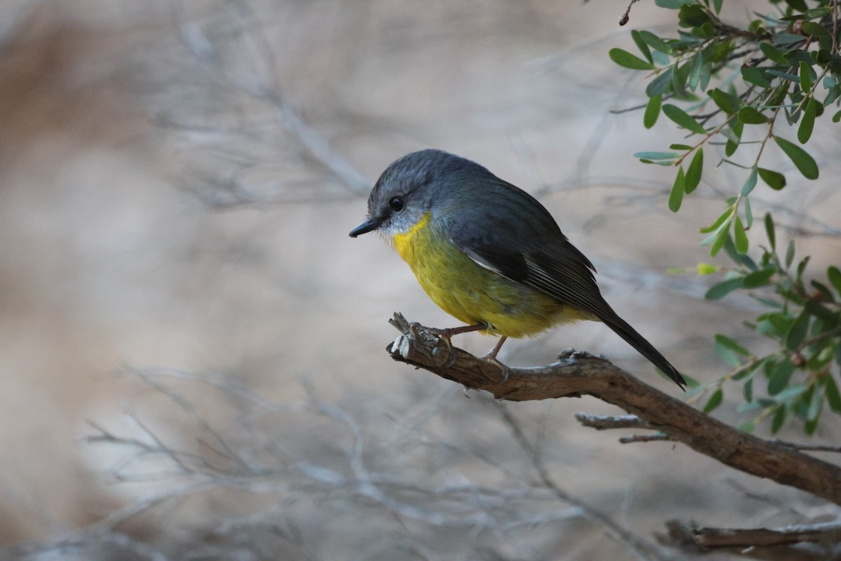 Eastern Yellow Robin - ML620293538